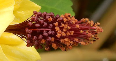 蔓性風鈴花的花