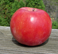 Uncut red apple