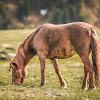 Horse eating my flower