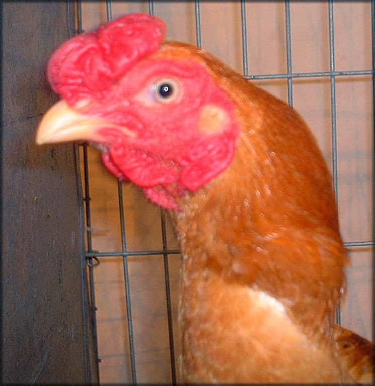  Cara  Membuat  Badan Ayam  Bangkok Aduan Berwana Merah Dengan 