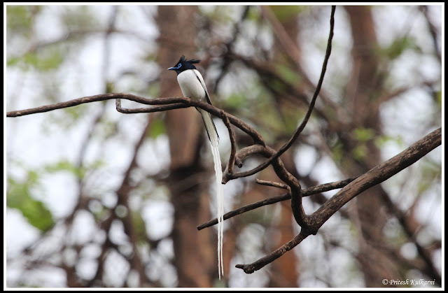 Asian Paradise flycatcher male