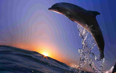  Dolphin photos,Dolphin pics,Dolphin pictures,Dolphin images,Dolphin hd wallpapers,Dolphin hq wallpapers,Dolphin ...