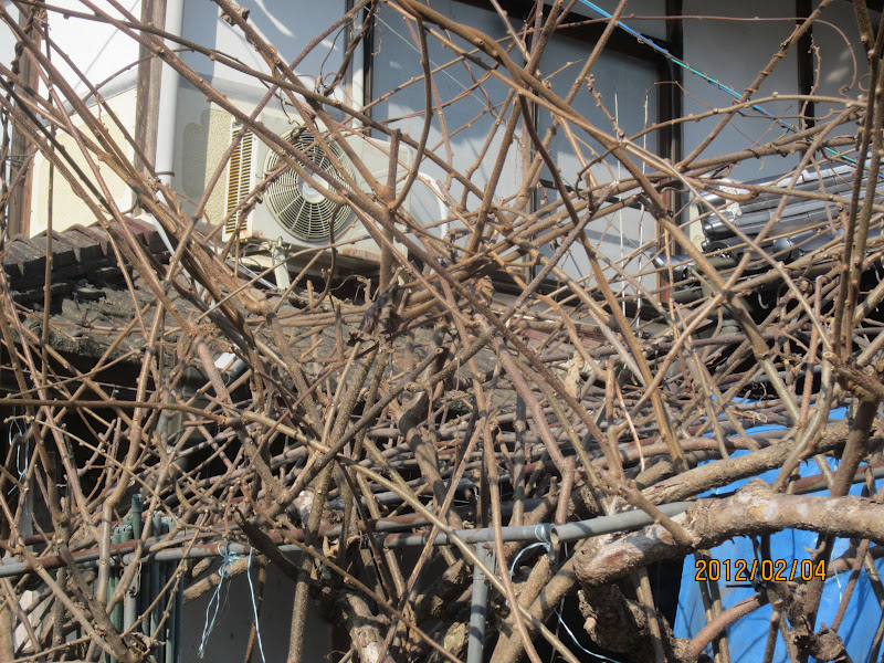 宇野農園 キウイフルーツの剪定