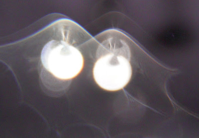 curvy veils above orbs