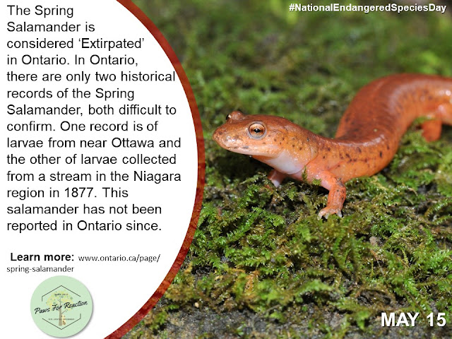 Endangered Species Day: Extirpated species in Ontario and what you can do to help