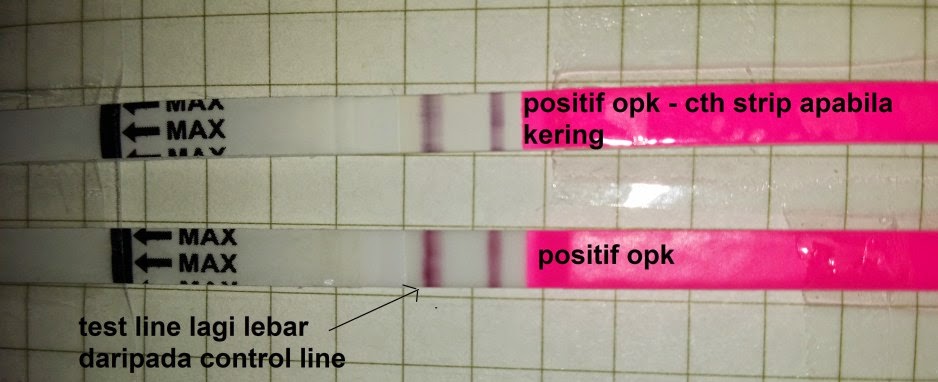 POSITIF OPK  Ovulation test kit (opk) & Pregnancy test 