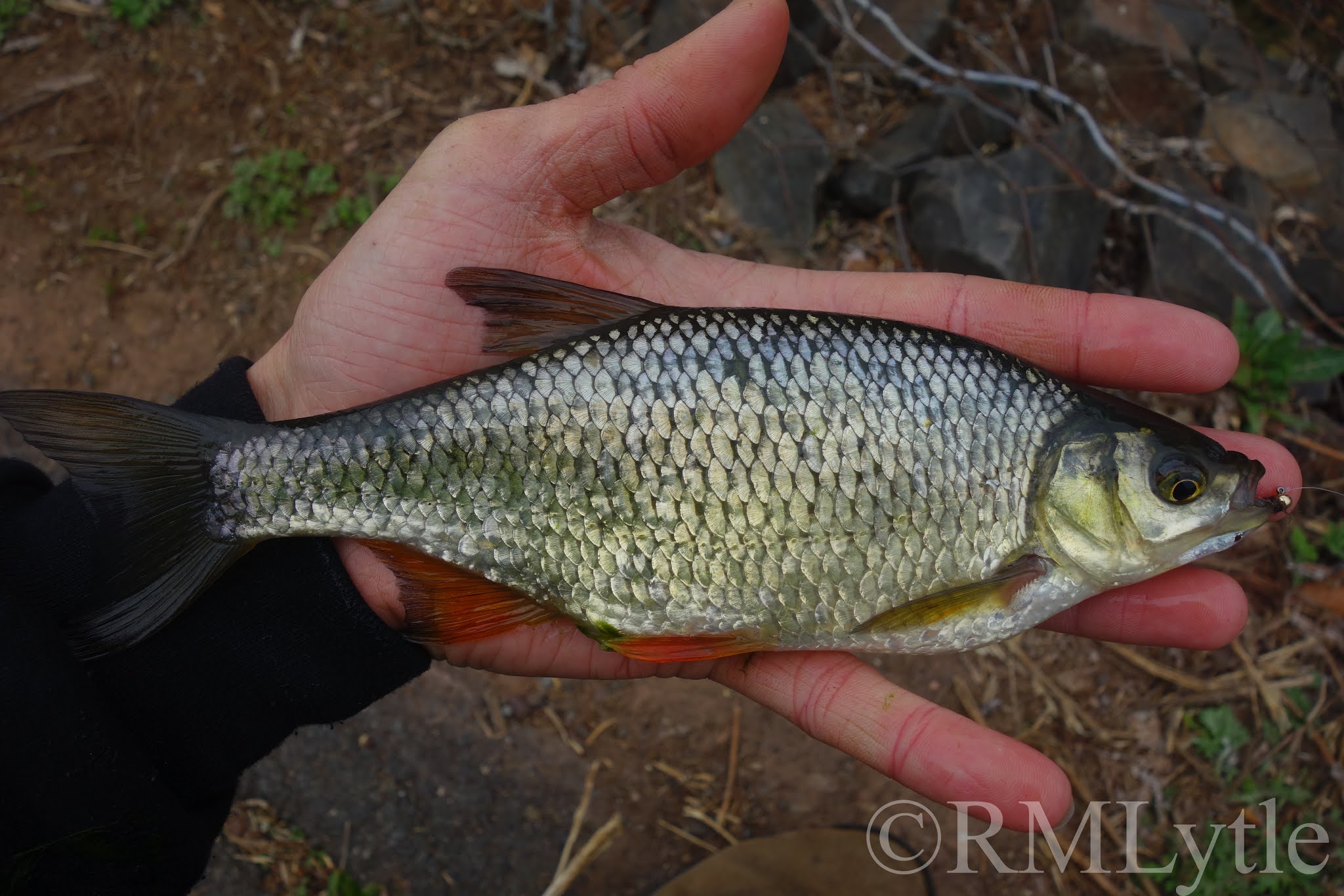 Connecticut Fly Angler: A Quest For Golden Shiners