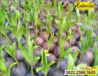 Bibit Kelapa Wulung, Bibit Kelapa Gading, Bibit Kelapa Hijau, Bibit Kelapa Unggul, Bibit Kelapa Kopyor Genjah, Bibit Kelapa Kopyor Hibrida Unggul