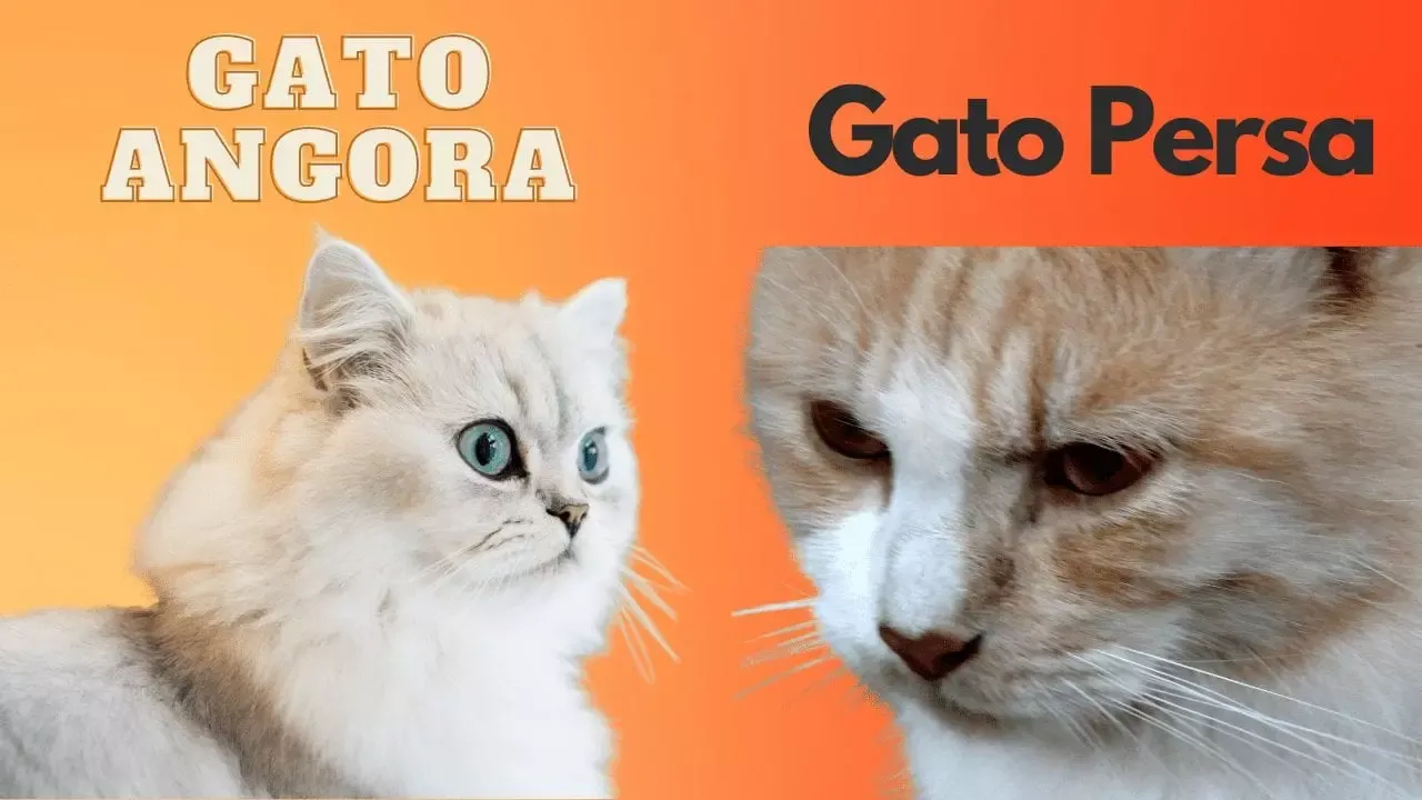 Diferencias entre las narices de los gatos angora y persa