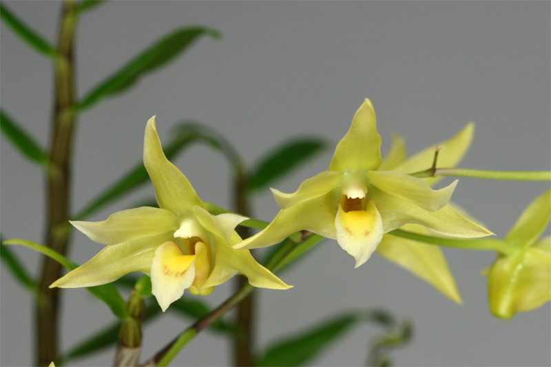 蘭花的故事 Dendrobium Catenatum 黃花石斛