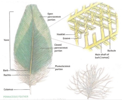 struktur biologi dari bulu burung dan unggas bagian terkecil