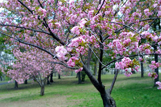 Cherry_Blossom_Wallpaper