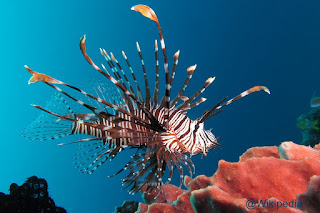 Lion Fish / Lepu