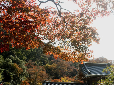 如意輪寺公園 420484-如意輪寺公園 河津桜