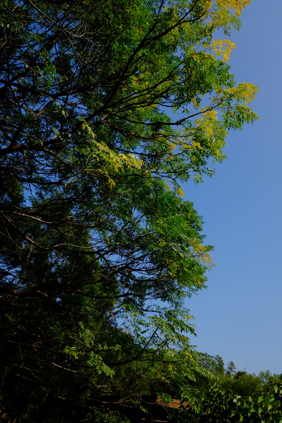 中部景點 東大公園