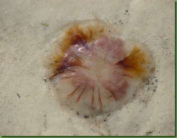 P1060449