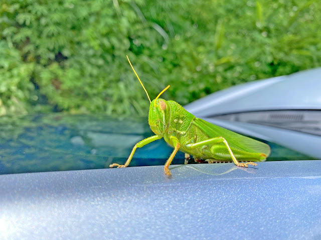 車上大蝗