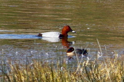 Common Pochard - winter migrant