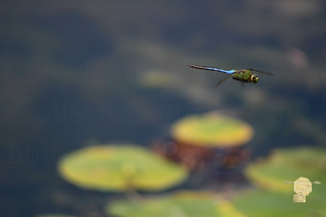 Malibu Blue Dragonfly Flying Over Lotus Pond