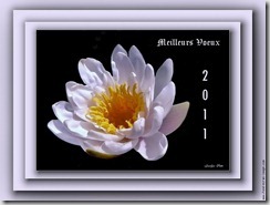 voeux-2011-nenuphar