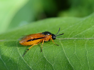 Tenthrèdes non identifiées - Tenthrède du Québec