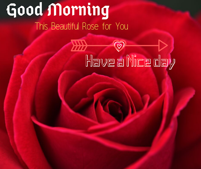 Nice Red Rose Good Morning Images 
