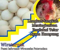 meningkatkan produksi telur ayam kampung