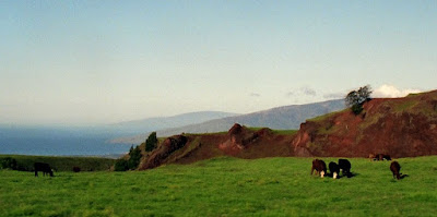 Cows on Haleakala, Jan. 2009