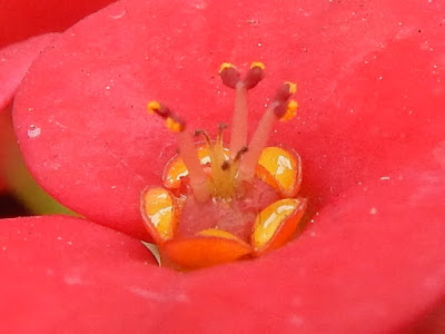 麒麟花的雌花與雄花