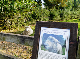 The Lost Gardens of Heligan, Cornwall - Dirty Daz the sheep