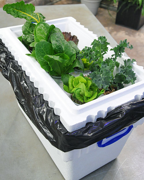 Alternative Gardning: Hydroponic Garden How-To