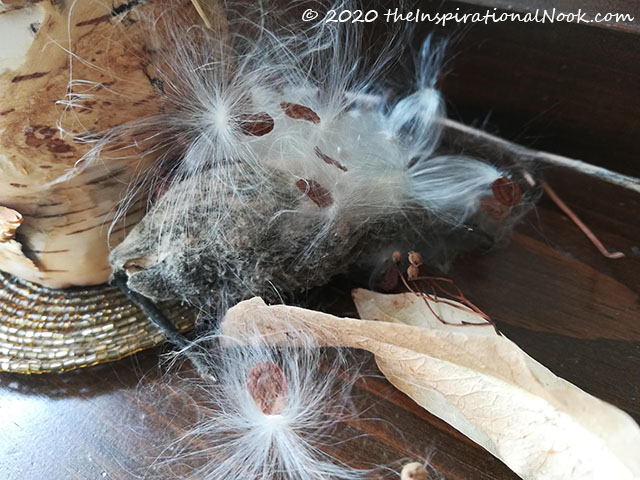 A burst butterfly weed seedpod with silky, fluffy, wind dispersed seeds.