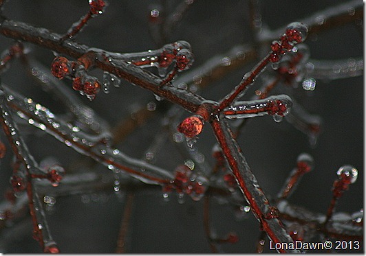 Icy_Buds_Macro
