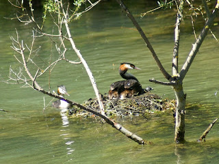 Podiceps cristatus - Grèbe huppé