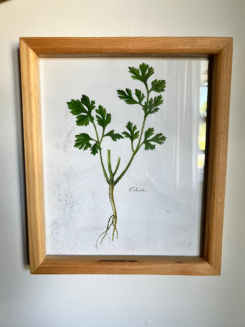Photo of a framed botanical print.