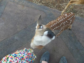 funny animal pictures, shocking deer