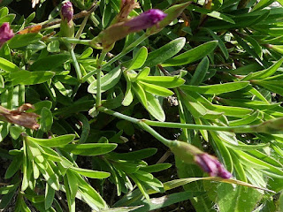 Oeillet à delta - Dianthus deltoides - Oeillet couché - Oeillet glauque