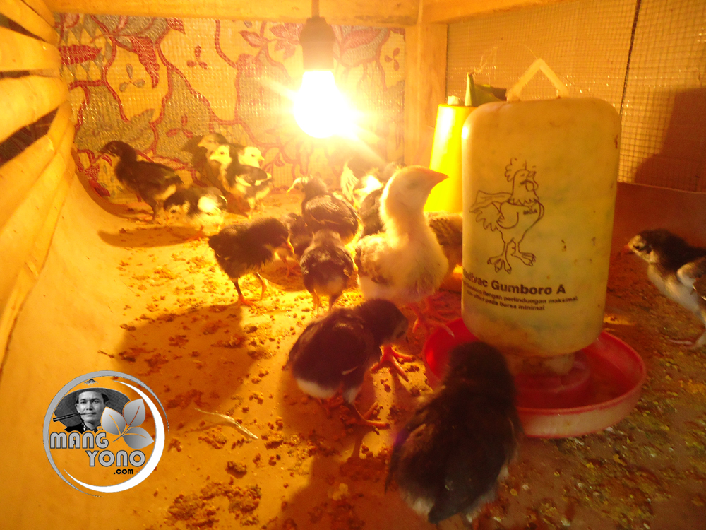  Cara  agar anak  ayam  kampung cepat  tumbuh besar  Blog Mang 