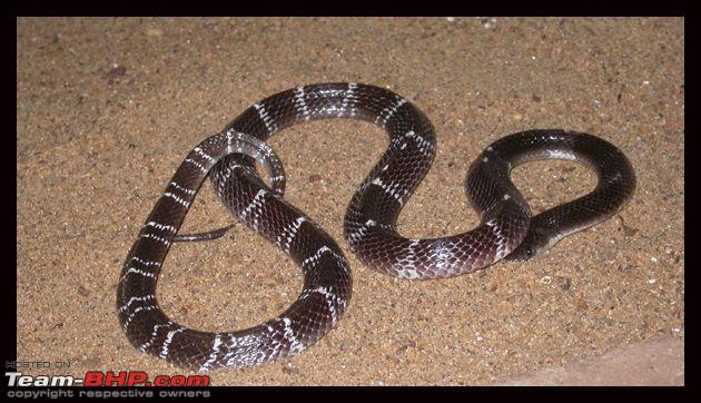 Snakes: Snakes In Kerala