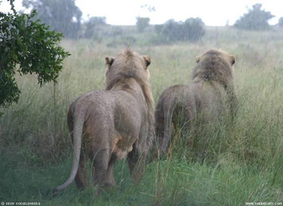 Lion|Dangerous, African Lion, Beautiful Lion, Forest, Park Family Felidae Lion, Big Cats, Big Teeth Lion