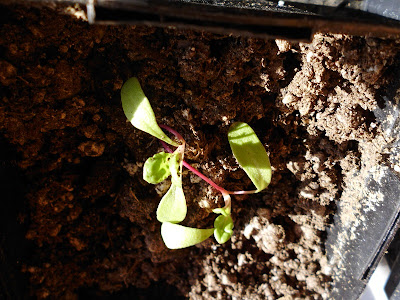 1 week old Swiss Chard