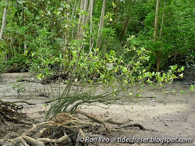 Mangrove Lime (Merope angulata)