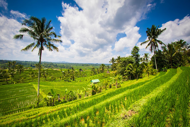 Risaie di Jatiluwih-Bali