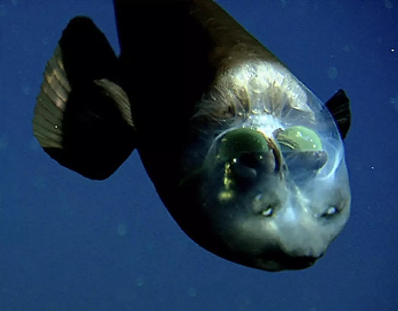 Mistério de peixe de cabeça transparente é desvendado por pesquisadores