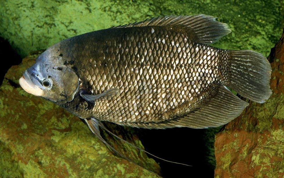 Tips Jitu Membuat Umpan Ikan Gurame untuk Mancing  Tips Jitu Membuat Umpan Ikan Gurame