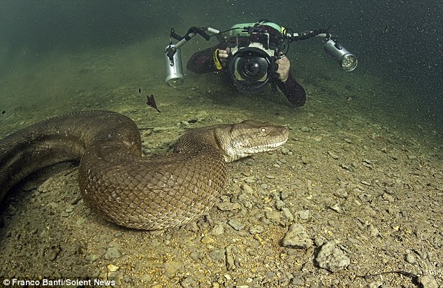 Foto: Memotret Ular Anaconda Dari Dekat [ www.BlogApaAja.com ]