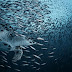 Breathtaking Underwater Photographs