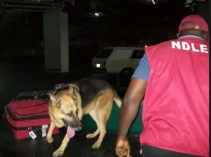 NDLEA mops up 12, 362kg illicit drugs from Kano market