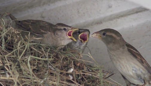 female house sparrow in hindi