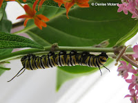 Monarch caterpillar on Aug. 10, proleg area does not look OK - © Denise Motard